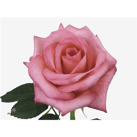 Vrtnica Sweetness c2629