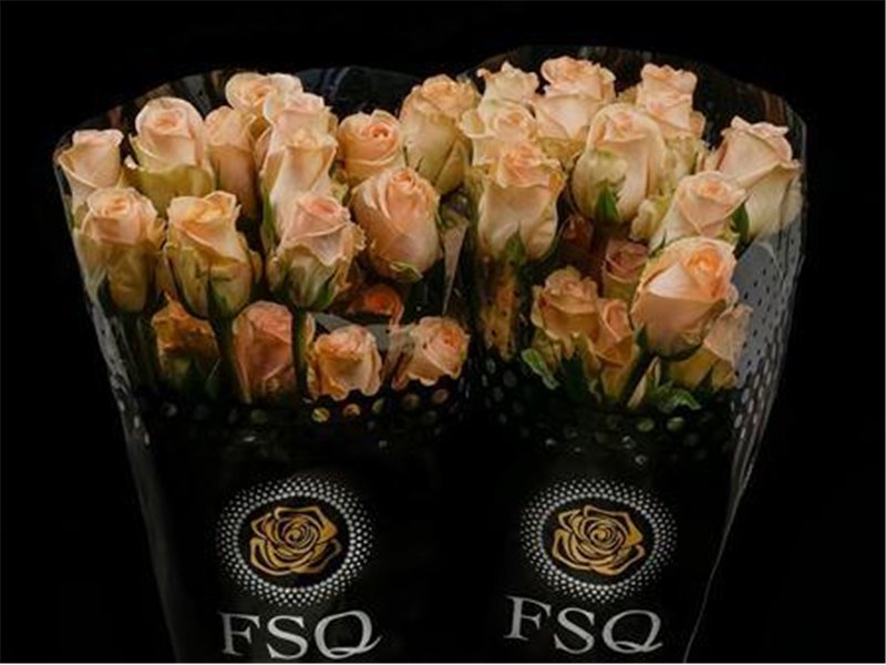 Vrtnica Tiffany c2645