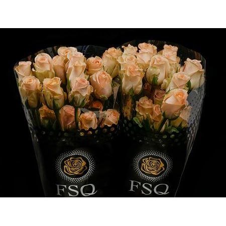 Vrtnica Tiffany c2645