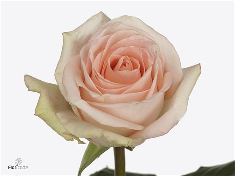 Vrtnica Tiffany c2648