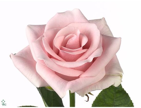 Vrtnica Titanic c2650