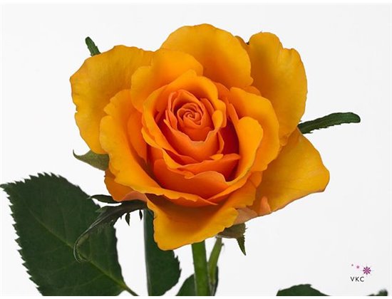 Vrtnica Twilight c2660