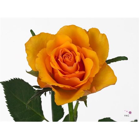 Vrtnica Tycoon c2661