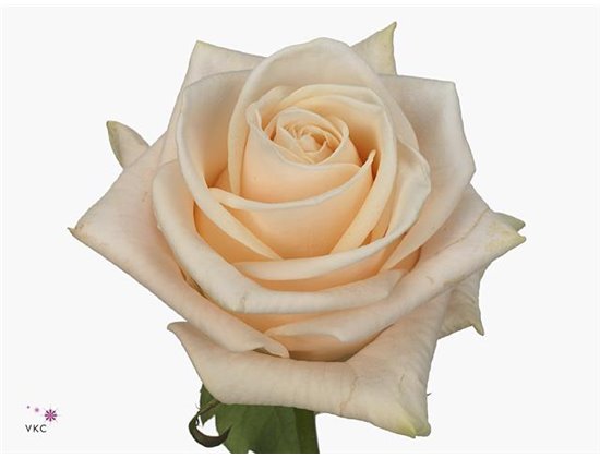 Vrtnica Wedding Spirit c2675