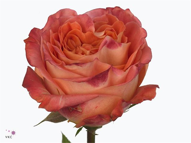 Vrtnica Wild Spirit c2677