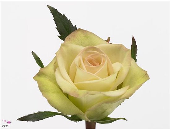 Vrtnica Zz Assorted 70cm x20 c2678