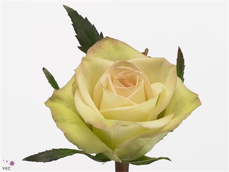 Vrtnica Zz Assorted 70cm x20 c2678