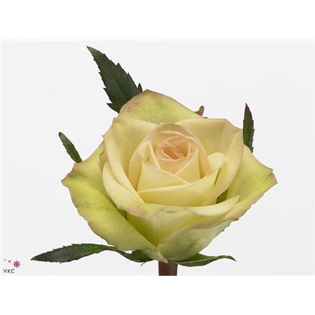 Vrtnica Zz Assorted 70cm x20 c2678