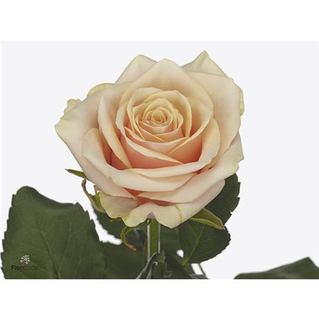 Vrtnica Bellini X L c2887