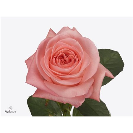 Vrtnica Big Girl c2889