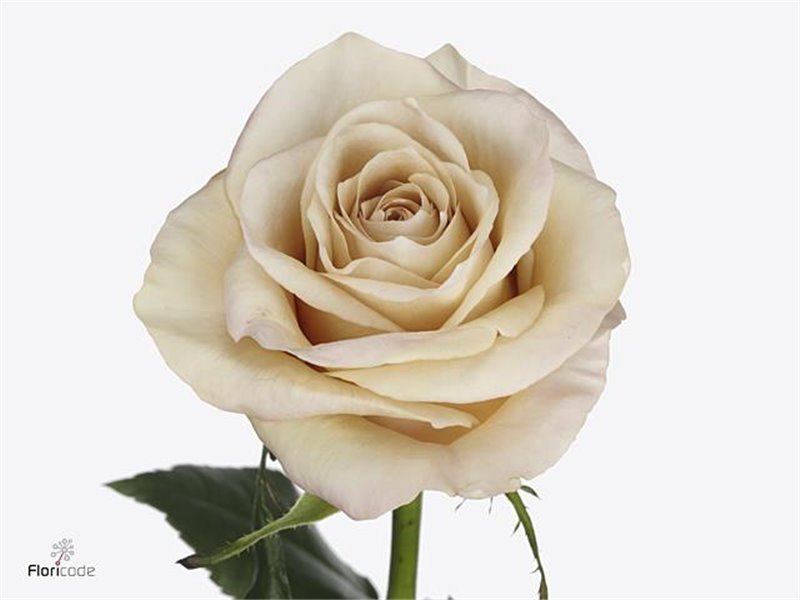 Vrtnica Brighton c2894