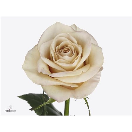 Vrtnica Brighton c2894