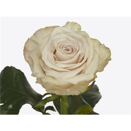 Vrtnica Brut! x20 c2897