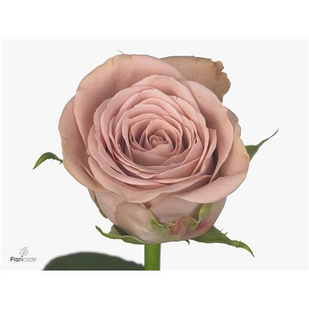 Vrtnica Cappuccino c2901