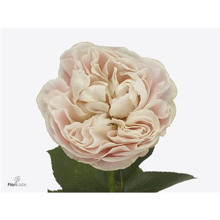 Vrtnica Chiffon x40 588 c2906