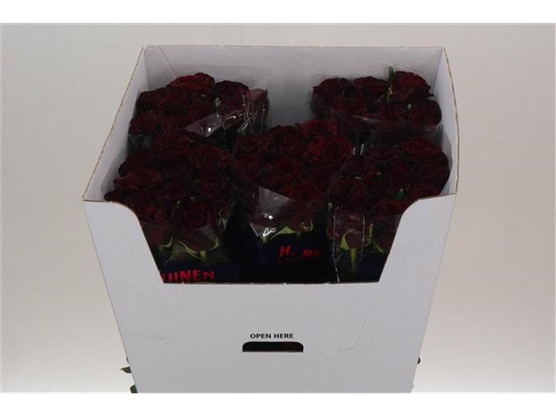 Vrtnica Dark Knight c2911