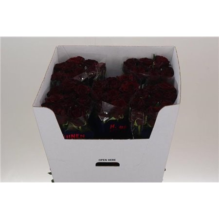 Vrtnica Dark Knight c2911