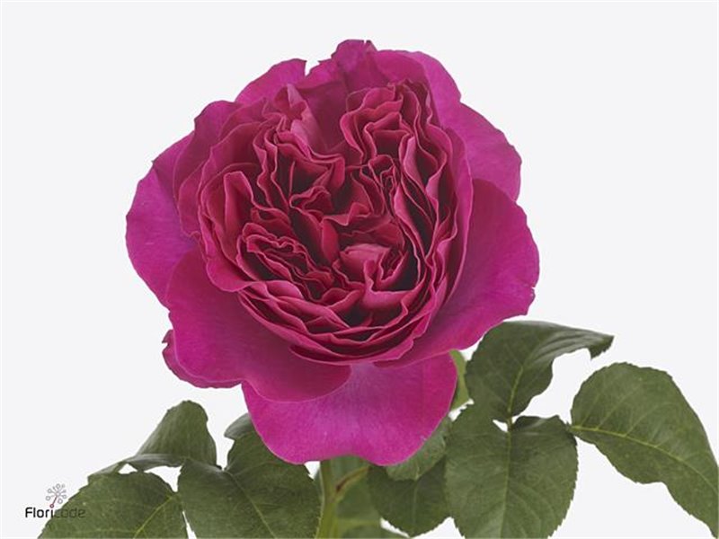 Vrtnica David Austin Kate c2924