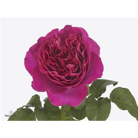 Vrtnica David Austin Kate c2924