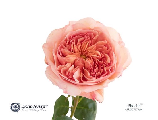 Vrtnica David Austin Phoebe c2927