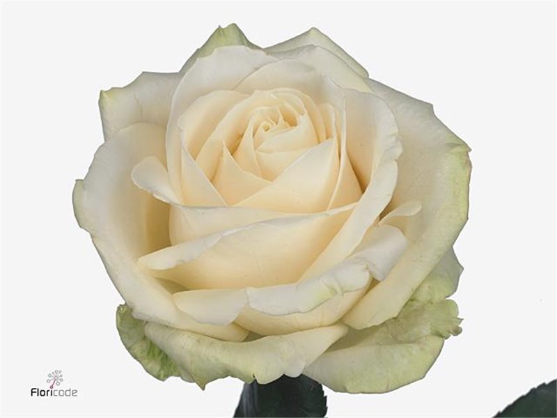 Vrtnica Fiesta c2937