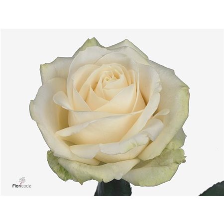 Vrtnica Four Seasons c2938