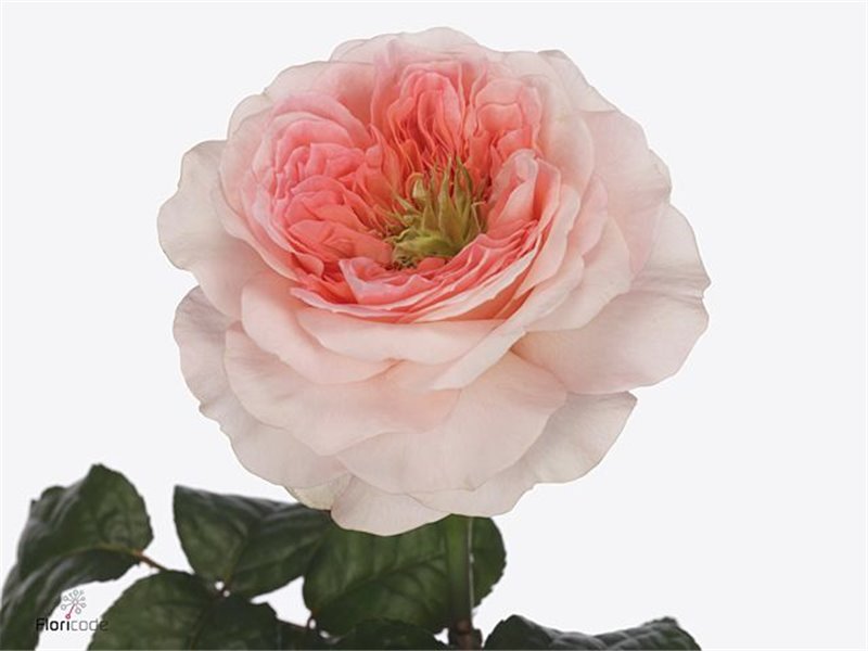 Vrtnica Garden Annesley c2940