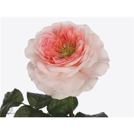 Vrtnica Garden Annesley c2941