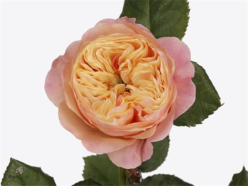 Vrtnica Garden Dorset c2945