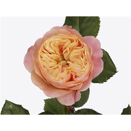 Vrtnica Garden Dorset c2945