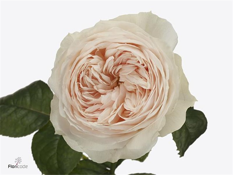 Vrtnica Garden Emma Woodhouse c2949