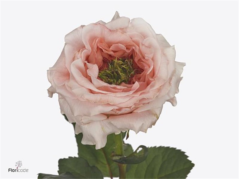 Vrtnica Garden Girlfriend c2950