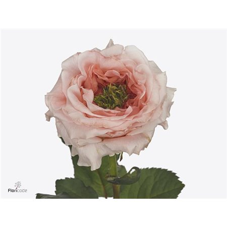 Vrtnica Garden Girlfriend c2950