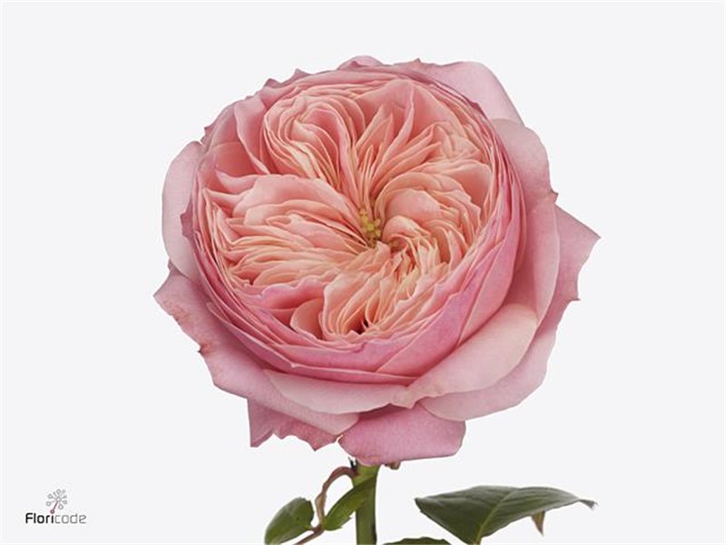 Vrtnica Garden Harper c2953