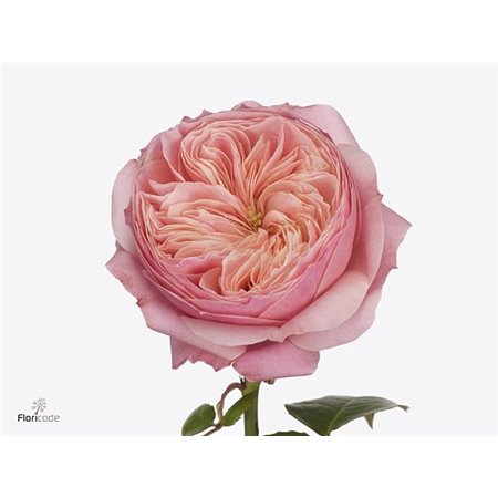 Vrtnica Garden Harper c2953