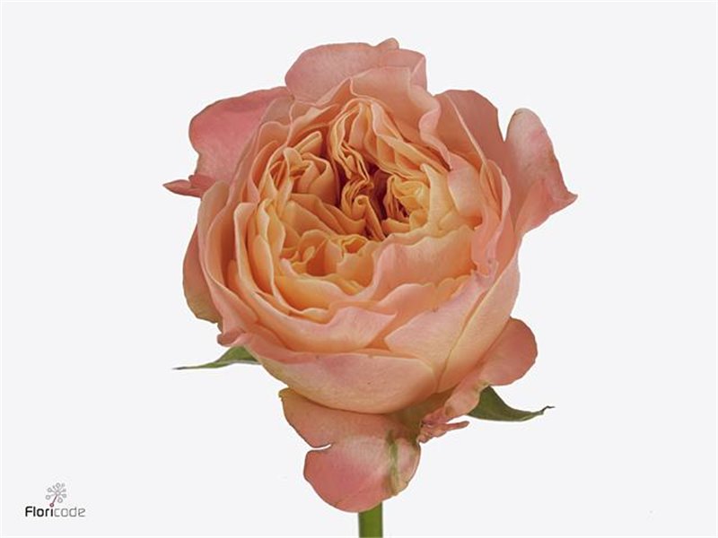 Vrtnica Garden Imagine c2956