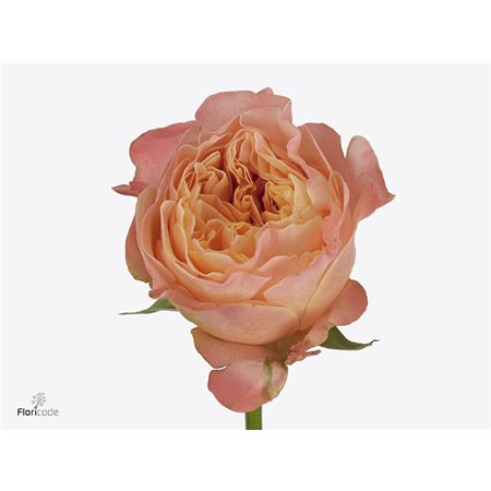 Vrtnica Garden Imagine c2956