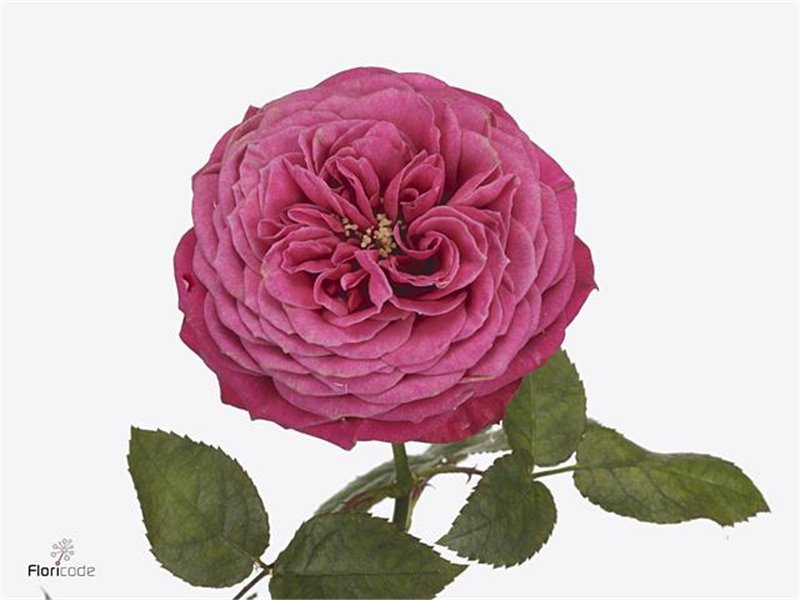 Vrtnica Garden Just More c2957