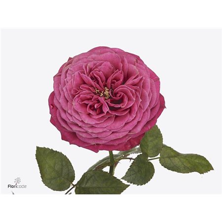 Vrtnica Garden Just More c2958