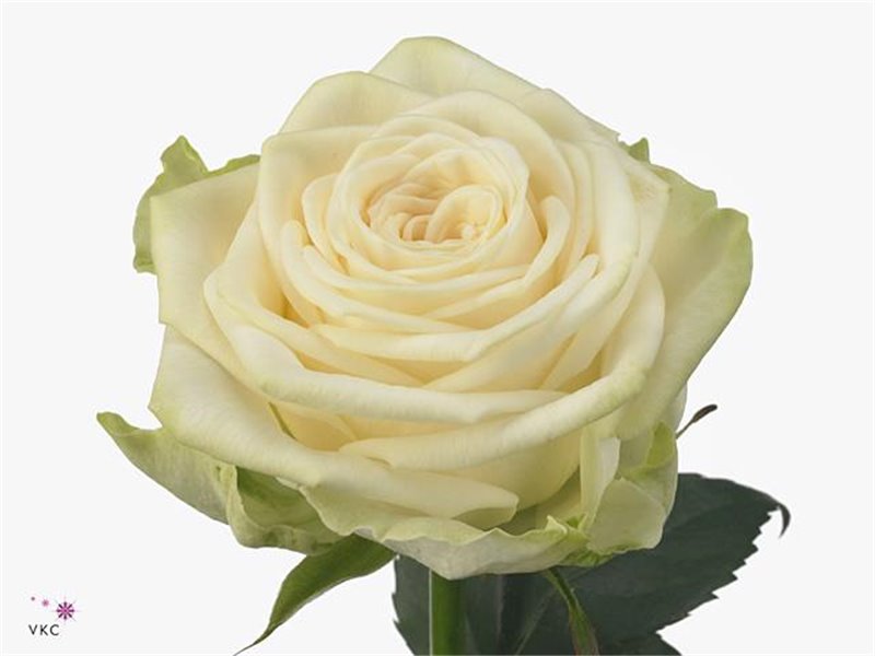 Vrtnica Garden Juwena c2961