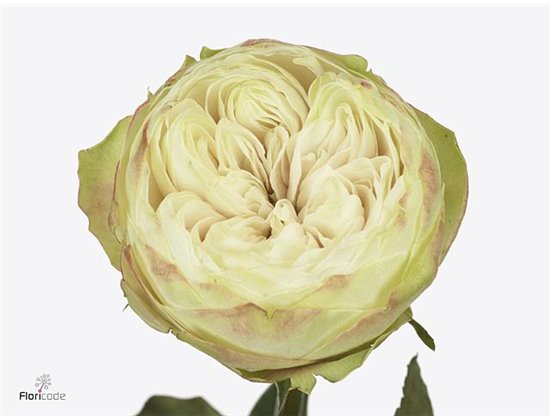 Vrtnica Garden Khela c2964