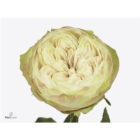 Vrtnica Garden Khela c2964