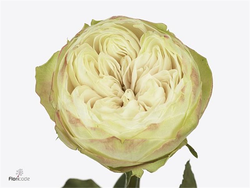 Vrtnica Garden Khela c2966