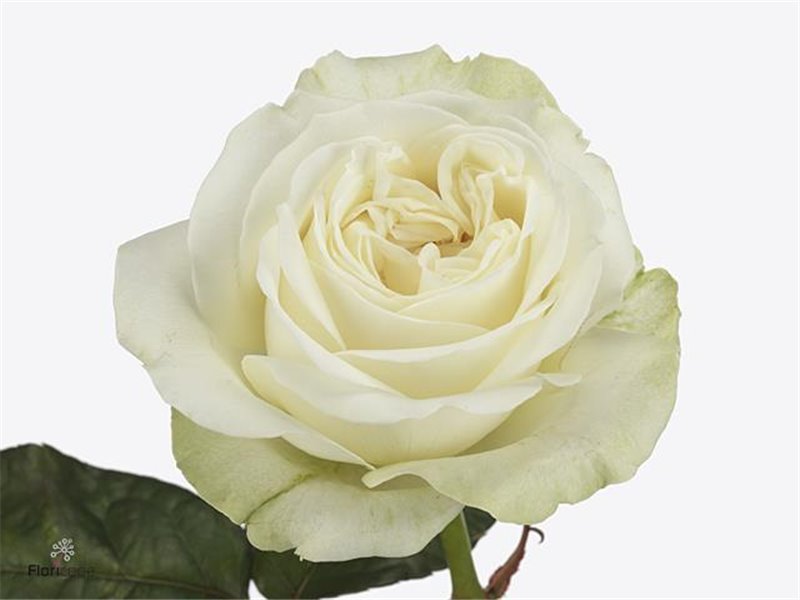 Vrtnica Garden Lady Lindsey c2968