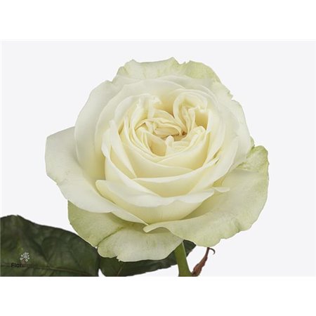 Vrtnica Garden Lady Lindsey c2968