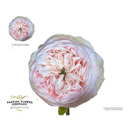 Vrtnica Garden Lincoln Park c2970