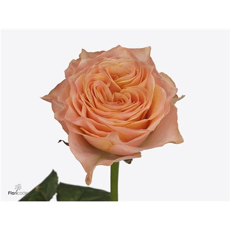 Vrtnica Garden Living Coral c2971