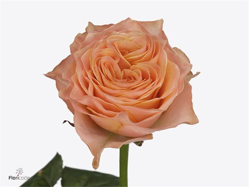 Vrtnica Garden Living Coral c2972