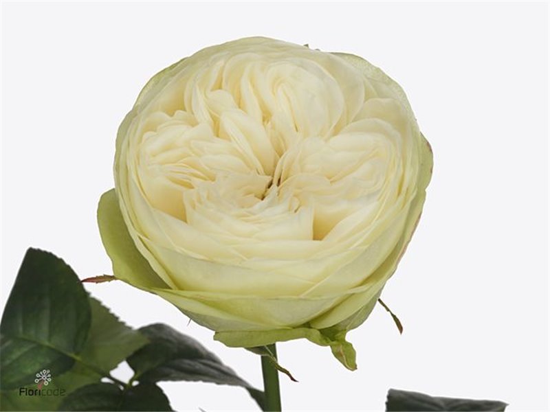 Vrtnica Garden Marble Arch c2973