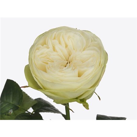 Vrtnica Garden Marble Arch c2973